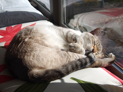 太陽光発電にゃりよ♪ 猫 にゃんこ cat 太陽光発電にゃりよ♪ 猫 にゃんこ cat