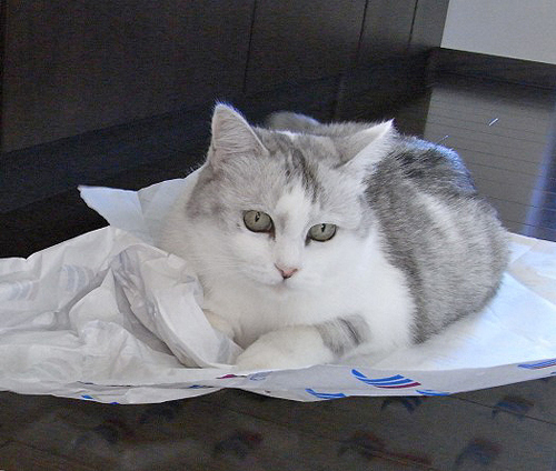 2月22日はにゃんにゃんにゃん♪で猫の日~(=^・^=) ただそこにいるだけでいい 2月22日はにゃんにゃんにゃん♪で猫の日~(=^・^=) ただそこにいるだけでいい
