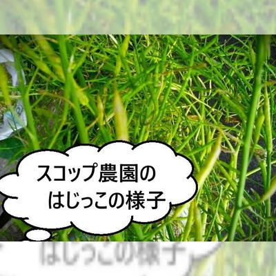 スコップ農園のはじっこ スコップ農園のはじっこ