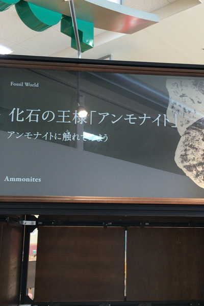 アンモナイト04 アンモナイト04