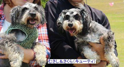 スマイル会(オフ会)参加ワンちゃんシュナ編-その3 スマイル会(オフ会)参加ワンちゃんシュナ編-その3