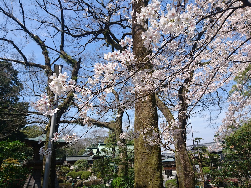 3月26日の記事 3月26日の記事