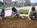 アクト通り花くらぶ今日の活動(4)