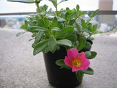 アクト通り花くらぶ・挿し木(6)