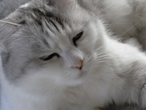 春眠
