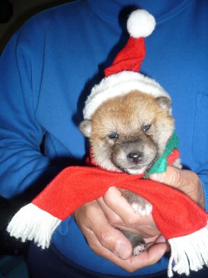 仔犬サンタさん