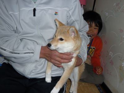 豆柴ですか?