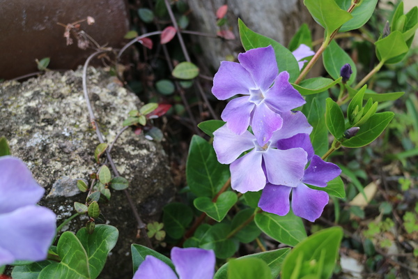 蔵茶房なつめさんでお茶☆浜名湖ドライブで立ち寄りたいカフェ 蔵茶房なつめさんでお茶☆浜名湖ドライブで立ち寄りたいカフェ
