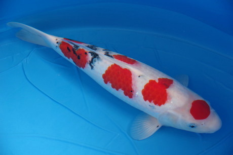近藤三色　４７ｃｍ　超極上の立て鯉