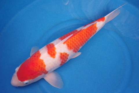 松江紅白　５２ｃｍ　極上の立て鯉