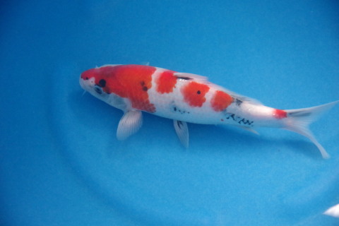 上野昭和　２８ｃｍ　超極上の立て鯉