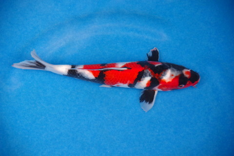 上野昭和　２６ｃｍ　超極上の立て鯉