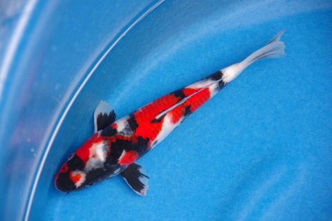 上野昭和　２６ｃｍ　超極上の立て鯉