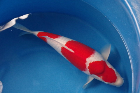 松江紅白　４８ｃｍ　超極上の立て鯉