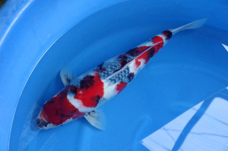 大日昭和　６２ｃｍ　極上の立て鯉だけど大特価