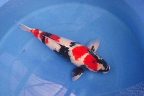 丸堂昭和　６２ｃｍ　極上の立て鯉