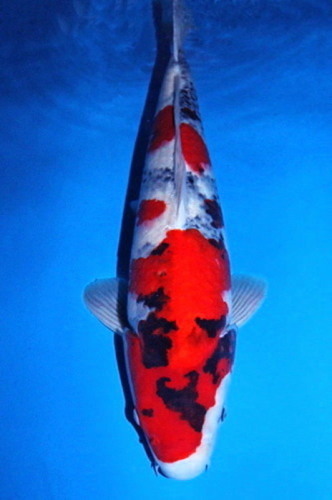 伊佐昭和　５８ｃｍ　超極上の立て鯉