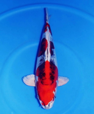 紅輝黒龍　４１ｃｍ　極上の立て鯉