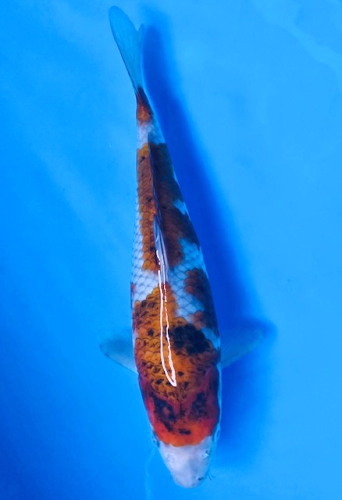 変わり落ち葉　３５ｃｍくらい　超極上の立て鯉