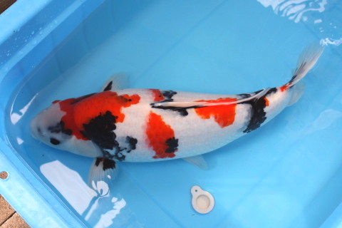 上野昭和　６２ｃｍ　超極上の立て鯉