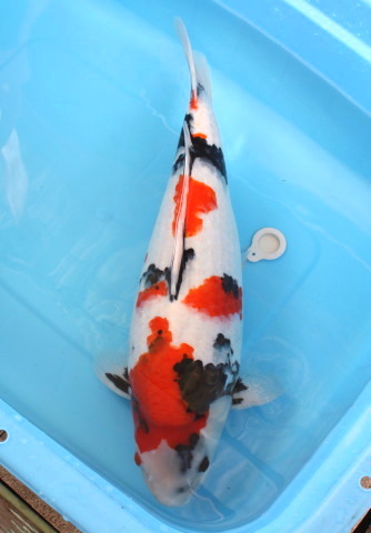 上野昭和　６２ｃｍ　超極上の立て鯉