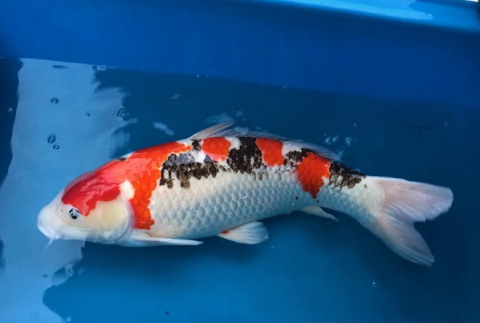 かんの五色　７２ｃｍ　超極上の立て鯉　