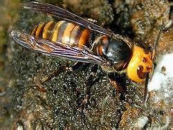 オオスズメバチの駆除〜巣が地中にあるハチと言えば…