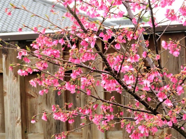 竹の丸の桜