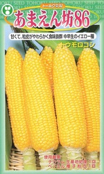 夏野菜の苗の販売を始めました! 夏野菜の苗の販売を始めました!