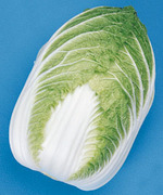 白菜のたねまき時期になりましたね!