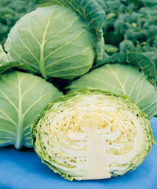 秋野菜苗の販売を始めました!