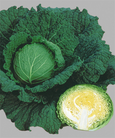 秋野菜苗の販売を始めました!