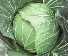 秋野菜苗の販売を始めました!
