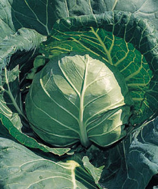 秋野菜苗の販売を始めました!