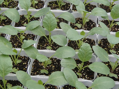 秋野菜苗、キャベツとカリフラワーの販売品種が増えました！