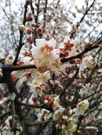梅は満開、河津桜は5部咲き、冷たい雨に降られても春は来ているね。いままでやらなかったことをしてみた