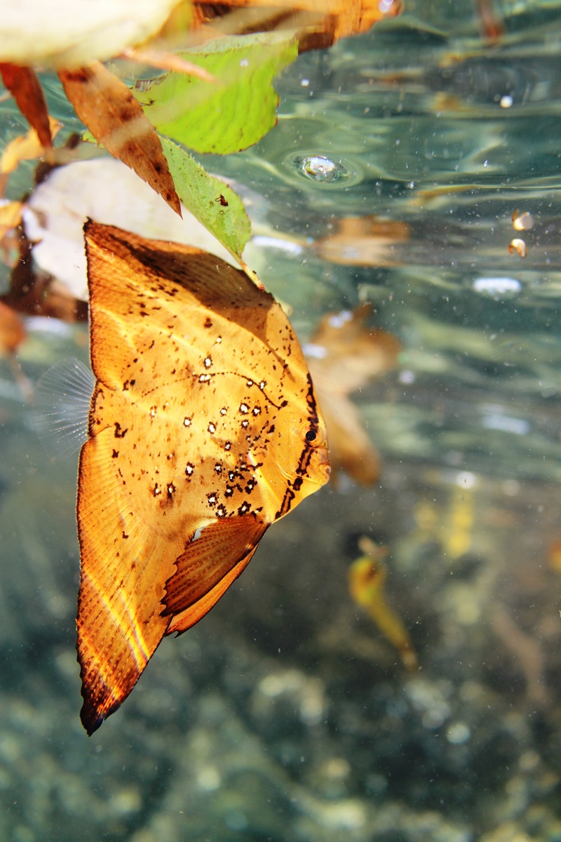 伊豆の大瀬崎にて撮影した 枯葉に擬態しているナンヨウツバメウオの幼魚です 海とオーディオ