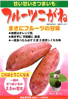 さつまいも苗 フルーツこがね入荷!