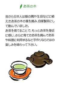 べにふうき茶の苗木が入荷!