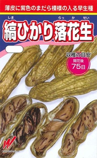 春蒔き豆類の蒔き時　～落花生(ﾗｯｶｾｲ)～