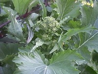 チーマディラーパ(cima di rapa)