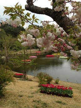 桜もきれいでした!