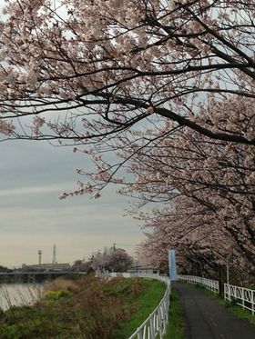 入学おめでとう! 入学おめでとう!