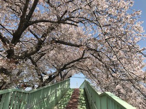 桜のトンネル 桜のトンネル