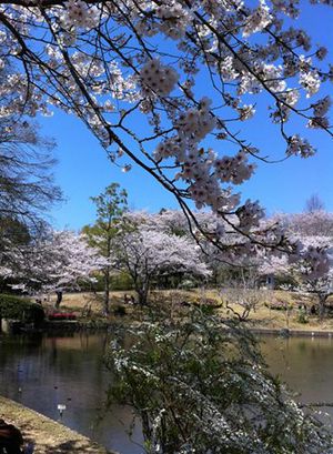 「花見」を英語で 「花見」を英語で