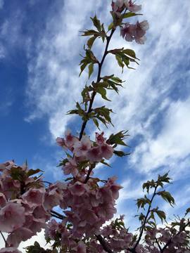 桜と青空 桜と青空
