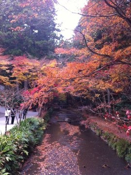 紅葉みました