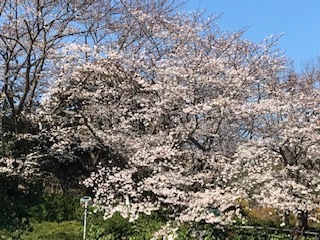 入学おめでとうございます 入学おめでとうございます