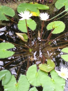 国の花