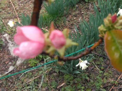 カリン開花 カリン開花